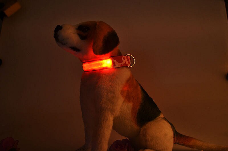 The LightCollar X The Paws Mall - lightstrips